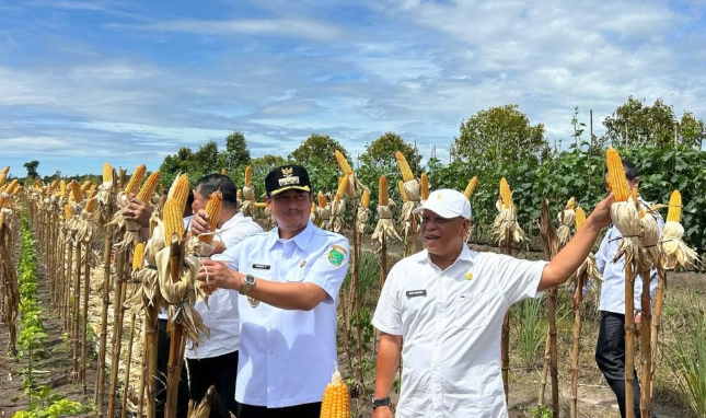 Bupati Sukamara Panen Raya Jagung dan Cabai: Dukung Ketahanan Pangan Nasional 2025