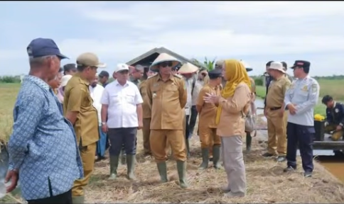 Syukuran Panen Padi di Sungai Pasir: Bupati Tegaskan Komitmen Penguatan Sektor Pertanian Terintegrasi
