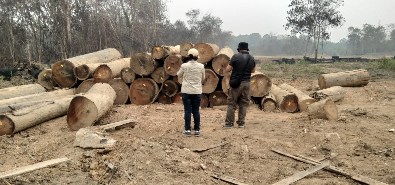 Puluhan Kayu Log DiDuga Tanpa Dokumen ditemukan Desa Bruta Puluhan Kayu Log DiDuga Tanpa Dokumen ditemukan Desa Bruta